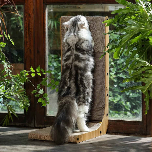 Fluffy gray cat stretching on a wooden cat scratcher near a sunny window with green plants6