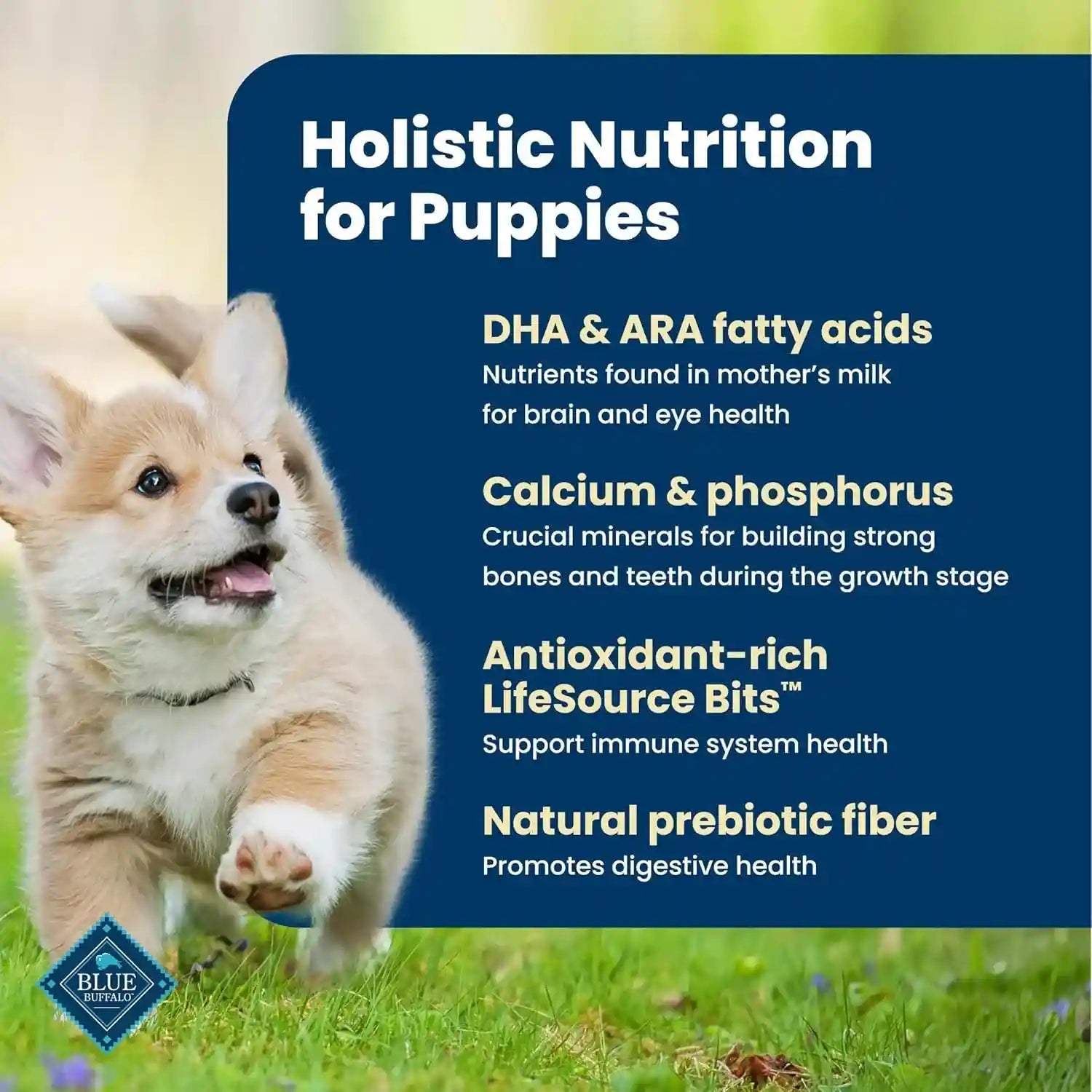 blue-buffalo-life-protection-formula-chicken-puppy-dry-dog-food-5-lb-with-dha-for-brain-development-real-chicken-1-ingredient-antioxidant-rich-lifesource-bits-promotes-healthy-muscle-growth