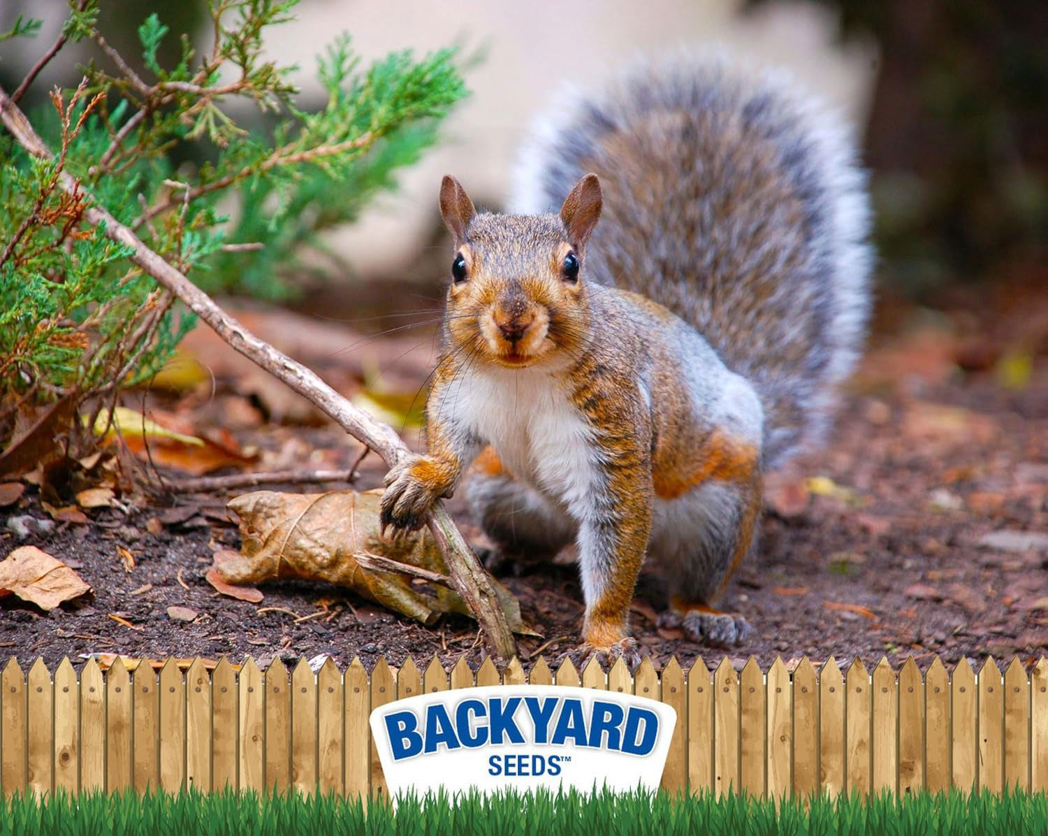 countrymax-backyard-seeds-squirrel-and-friends-wildlife-feed-20-lb-non-gmo-mix-for-squirrels-deer-birds-rabbits-chipmunks-more-all-natural-backyard-animal-food