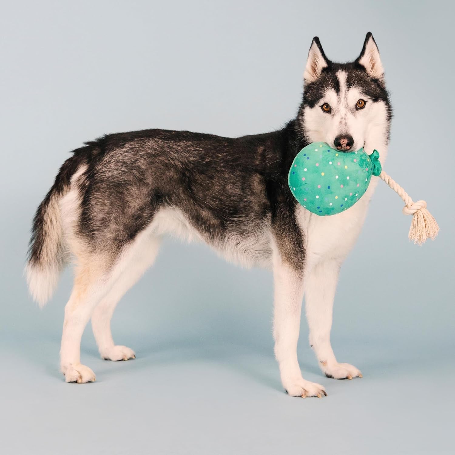fringe-studio-plush-dog-toy-i-pawty-you-pawty-pet-shop-collection-314210