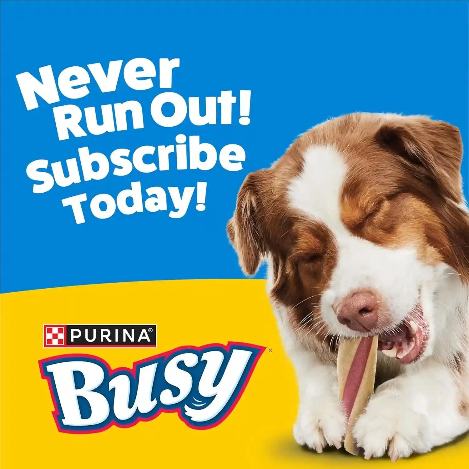 purina-busy-with-beggin-dog-treats-twistd-10-count-pack-of-1