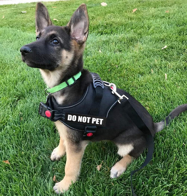 Fairwin Dog Patches, Reflective and Removable Dog Tags for Service Vest Dog Harness (DO NOT PET, Xs:3.5"X1")6