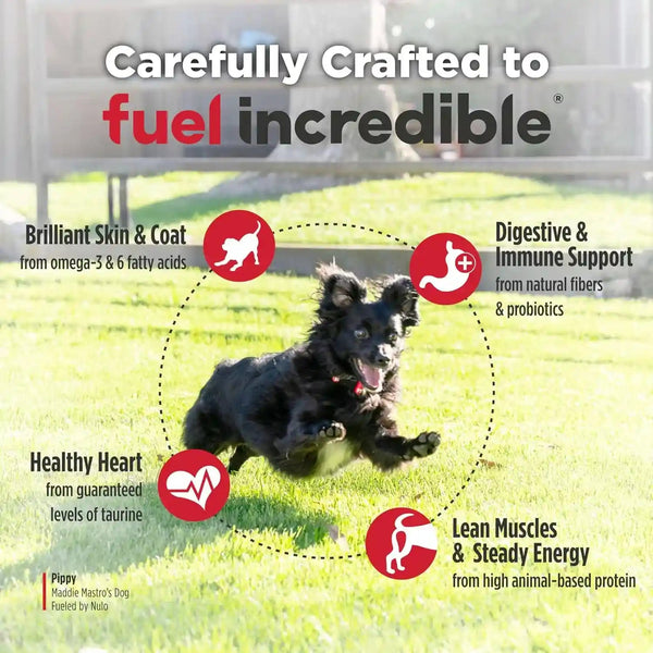 Nulo Freestyle Small Breed Dog Food Dry - Salmon & Lentils, Puppy & Adult Grain Free Dog Food, Natural, High Protein, Smaller Sized Kibble with BC30 Probiotic for Healthy Digestion Support, 6Lb Bag5