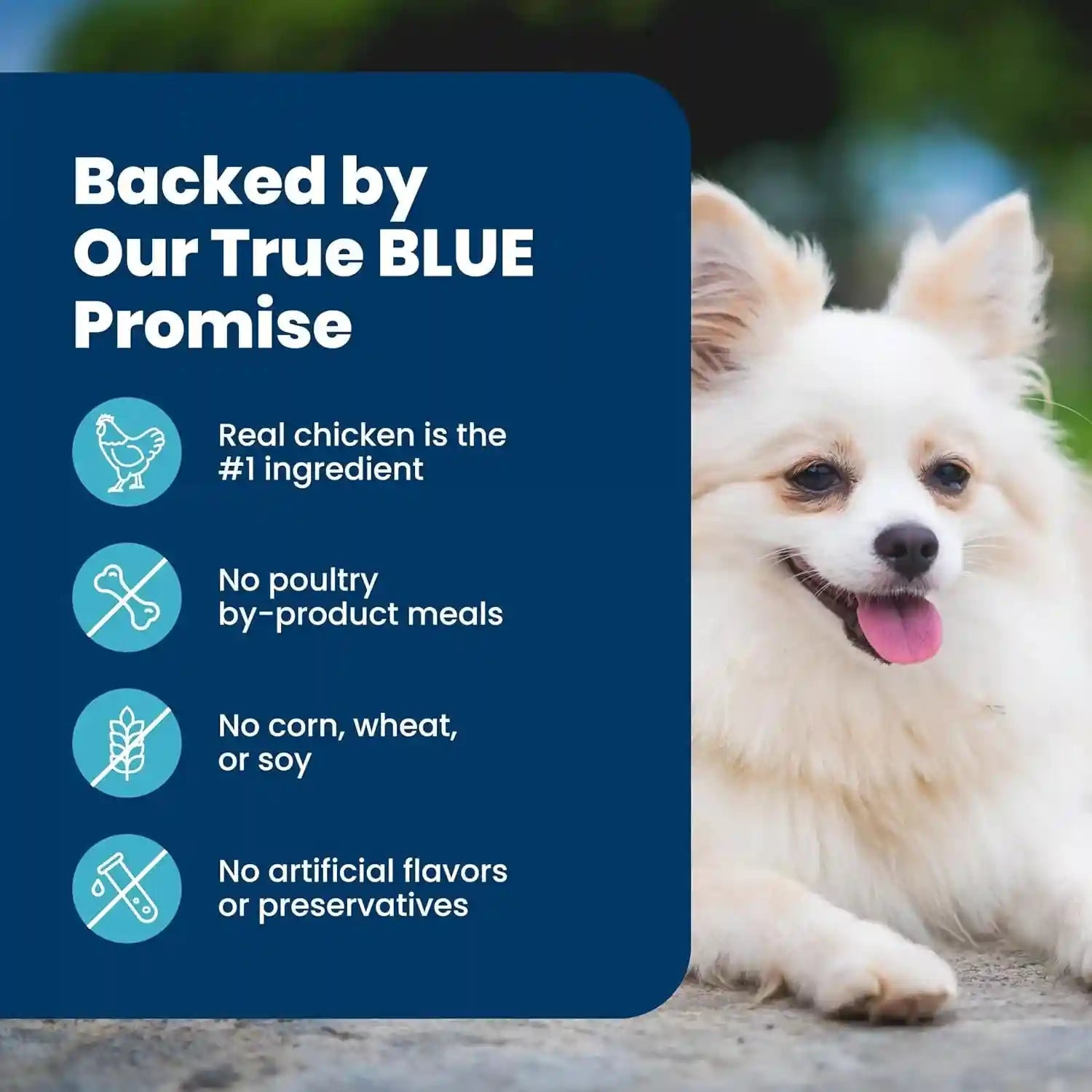 blue-buffalo-life-protection-formula-chicken-small-senior-dog-food-5-lb-real-chicken-1-ingredient-glucosamine-chondroitin-for-joint-health-mobility-antioxidant-rich-lifesource-bits
