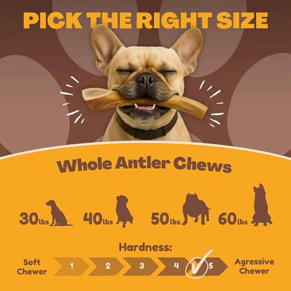 Whitetail Naturals Whole Deer Antlers for Dogs, 1 Lb Bulk Pack, 4-5 Ct | for Medium & Large Aggressive Chewers - Naturally Shed - Wild Sourced - Grade a - Long Lasting - Crafted in USA4