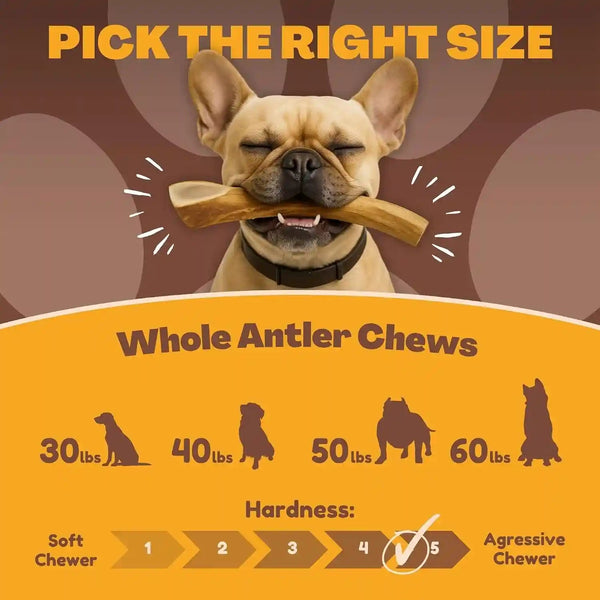 Whitetail Naturals Whole Deer Antlers for Dogs, 1 Lb Bulk Pack, 4-5 Ct | for Medium & Large Aggressive Chewers - Naturally Shed - Wild Sourced - Grade a - Long Lasting - Crafted in USA4