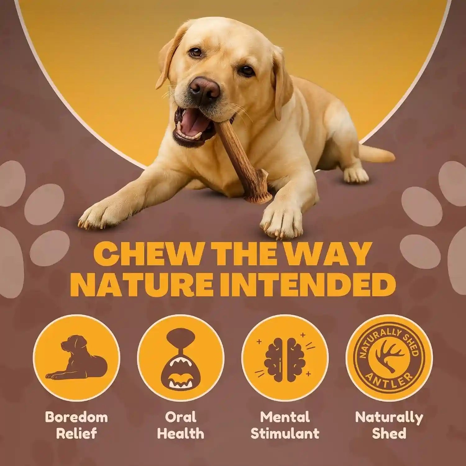 whitetail-naturals-whole-deer-antlers-for-dogs-1-lb-bulk-pack-4-5-ct-for-medium-large-aggressive-chewers-naturally-shed-wild-sourced-grade-a-long-lasting-crafted-in-usa
