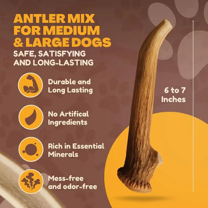 Whitetail Naturals Whole Deer Antlers for Dogs, 1 Lb Bulk Pack, 4-5 Ct | for Medium & Large Aggressive Chewers - Naturally Shed - Wild Sourced - Grade a - Long Lasting - Crafted in USA3