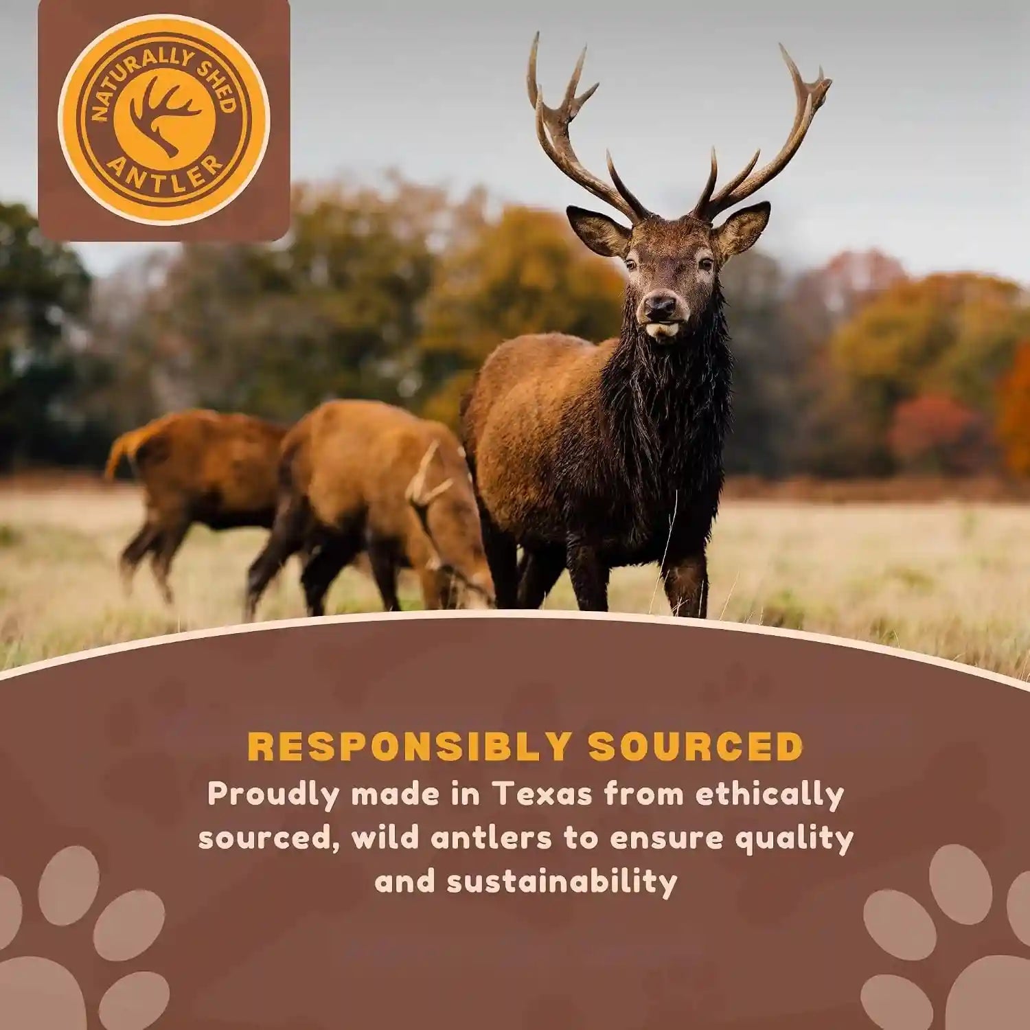 whitetail-naturals-whole-deer-antlers-for-dogs-1-lb-bulk-pack-4-5-ct-for-medium-large-aggressive-chewers-naturally-shed-wild-sourced-grade-a-long-lasting-crafted-in-usa
