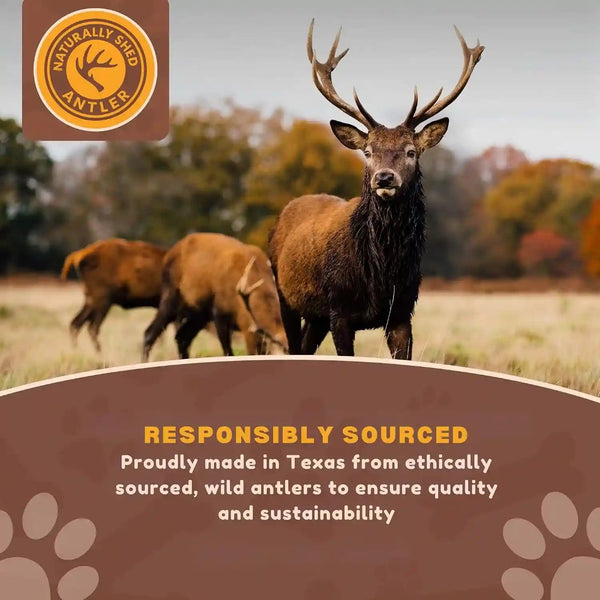Whitetail Naturals Whole Deer Antlers for Dogs, 1 Lb Bulk Pack, 4-5 Ct | for Medium & Large Aggressive Chewers - Naturally Shed - Wild Sourced - Grade a - Long Lasting - Crafted in USA2