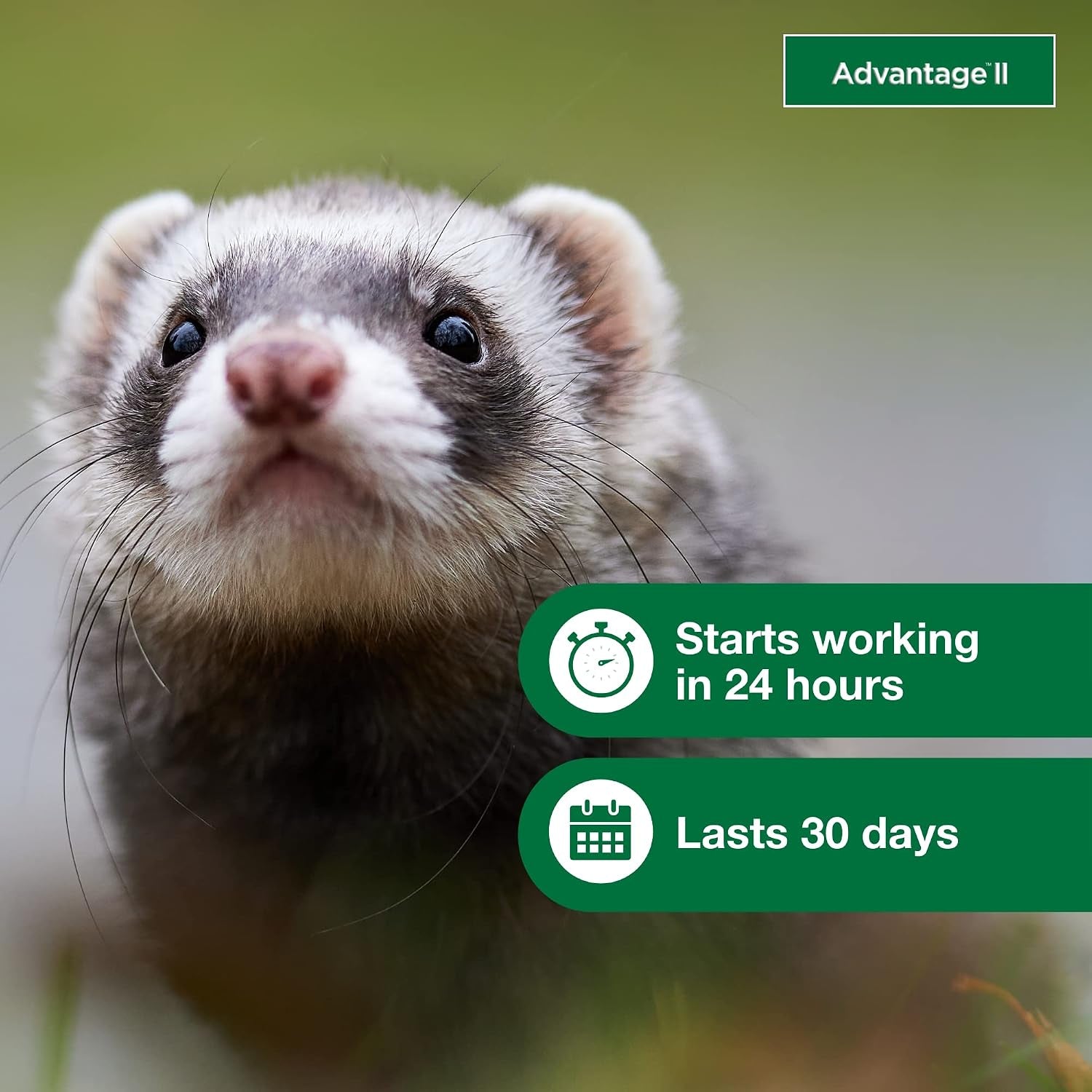advantage-ii-ferret-vet-recommended-flea-treatment-prevention-ferret-1-lbs-2-month-supply