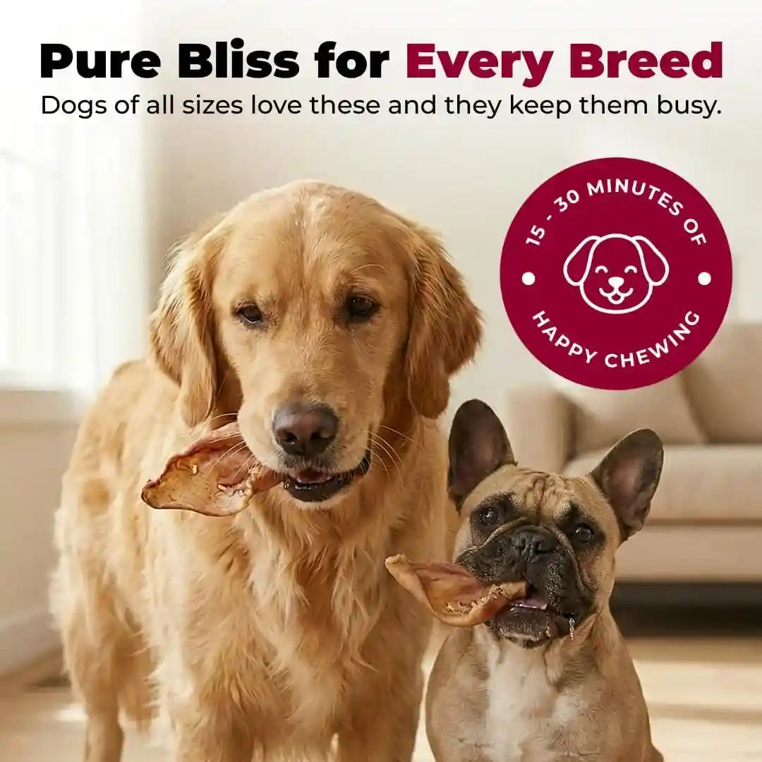best-pet-supplies-gigabite-whole-pig-ears-for-dogs-25-count-single-ingredient-all-natural-pig-ears-supports-dental-health-perfect-for-training-slow-roasted-chews