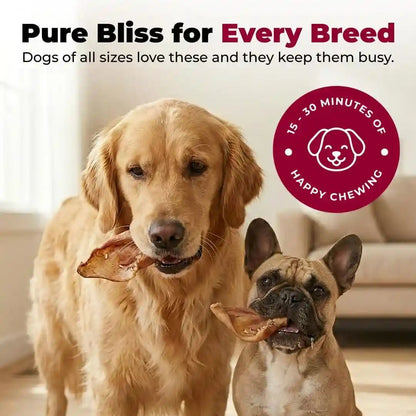 Best Pet Supplies Gigabite Whole Pig Ears for Dogs - 25 Count | Single Ingredient, All Natural Pig Ears, Supports Dental Health, Perfect for Training, Slow Roasted Chews4
