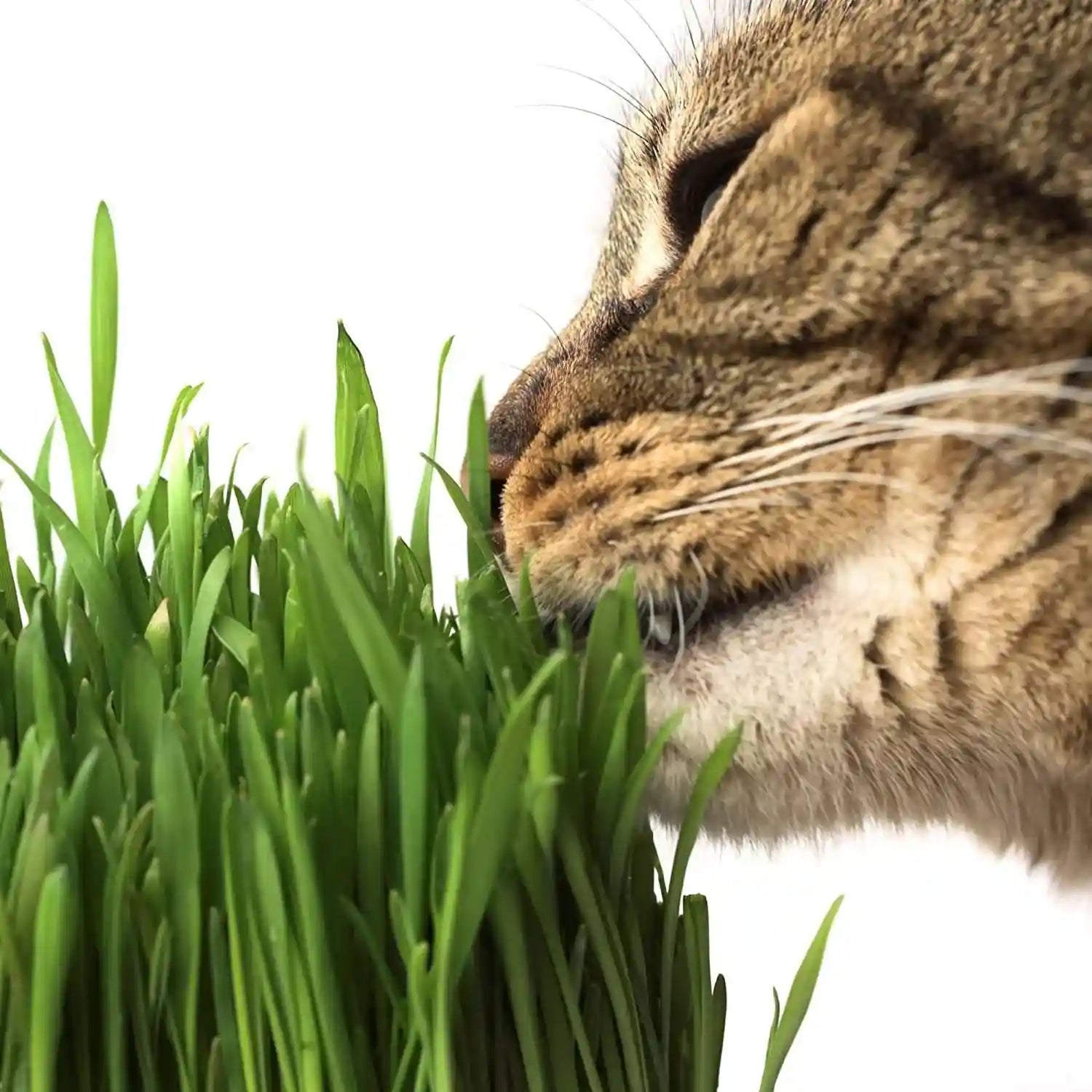 handy-pantry-organic-cat-grass-kit-includes-3-trays-soil-pucks-and-3-packs-non-gmo-wheatgrass-seed-a-healthy-treat-for-cats-dogs-rabbits-more