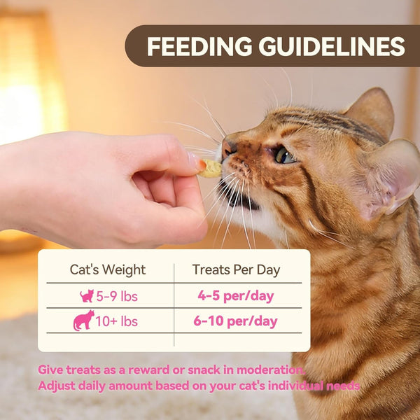 Catnip Cat Treats, Chicken & Salmon Flavor, Crunchy Bites, 16 Oz | Catnip-Infused Fish-Shaped Biscuits with Chicken and Salmon Flavors, Made for Training, Rewarding, and Everyday Bonding8