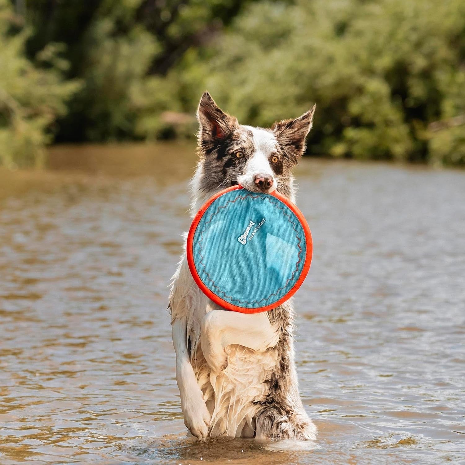 chuckit-paraflight-flying-disc-dog-toy-water-floating-flyer-durable-nylon-construction-with-soft-rubber-edges-for-medium-and-large-dogs-size-large-9-75-l-x-9-75-w-pack-of-1-durable-nylon-build-with-soft-rubber-edges-made-for-medium-and-larger-sized-breeds-lightweight-and-easy-to-throw-pack-of-1