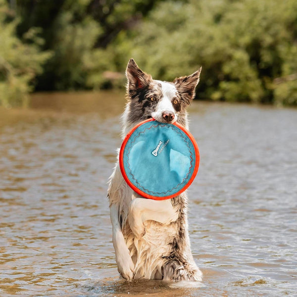 Chuckit! Paraflight Flying Disc Dog Toy - Water Floating Flyer - Durable Nylon Construction with Soft Rubber Edges - for Medium and Large Dogs - Size Large - 9.75" L X 9.75" W - Pack of 1 | Durable Nylon Build with Soft Rubber Edges, Made for Medium and Larger Sized Breeds, Lightweight and Easy to Throw, Pack of 12
