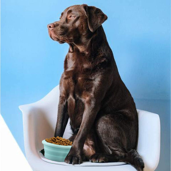 Luter 2 Pieces Collapsible Dog Bowls Silicone Food Water Travel Foldable Bowl with Lids Portable Expandable Pet Feeding Watering Cup Dish for Walking Kennels Camping 350Ml (12X12X3Cm) (Pink & Blue)5