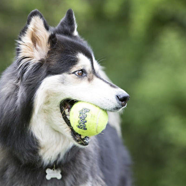 Kong Squeakair Dog Toy Tennis Ball - Medium, X 94