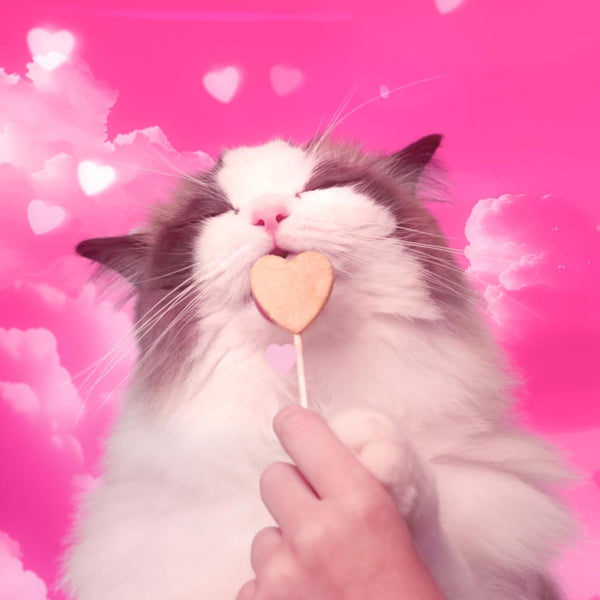 Bonkers Purrpops Freeze Dried Chicken & Catnip Flavor Lollipop Cat Treats, Healthy Single Ingredient Treats, Training Treats or Food Topper, for All Breeds and Ages, Value Pack (32 Pieces)8