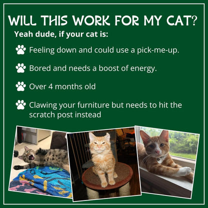 Organic Catnip, Safe Premium Blend Perfect for Cats, Instilled with Maximized Potency Your Kitty Is Sure to Go Crazy for (1 Cup) | Instilled with Maximized Potency Your Kitty Is Guaranteed to Go Crazy For! (1 Cup)3