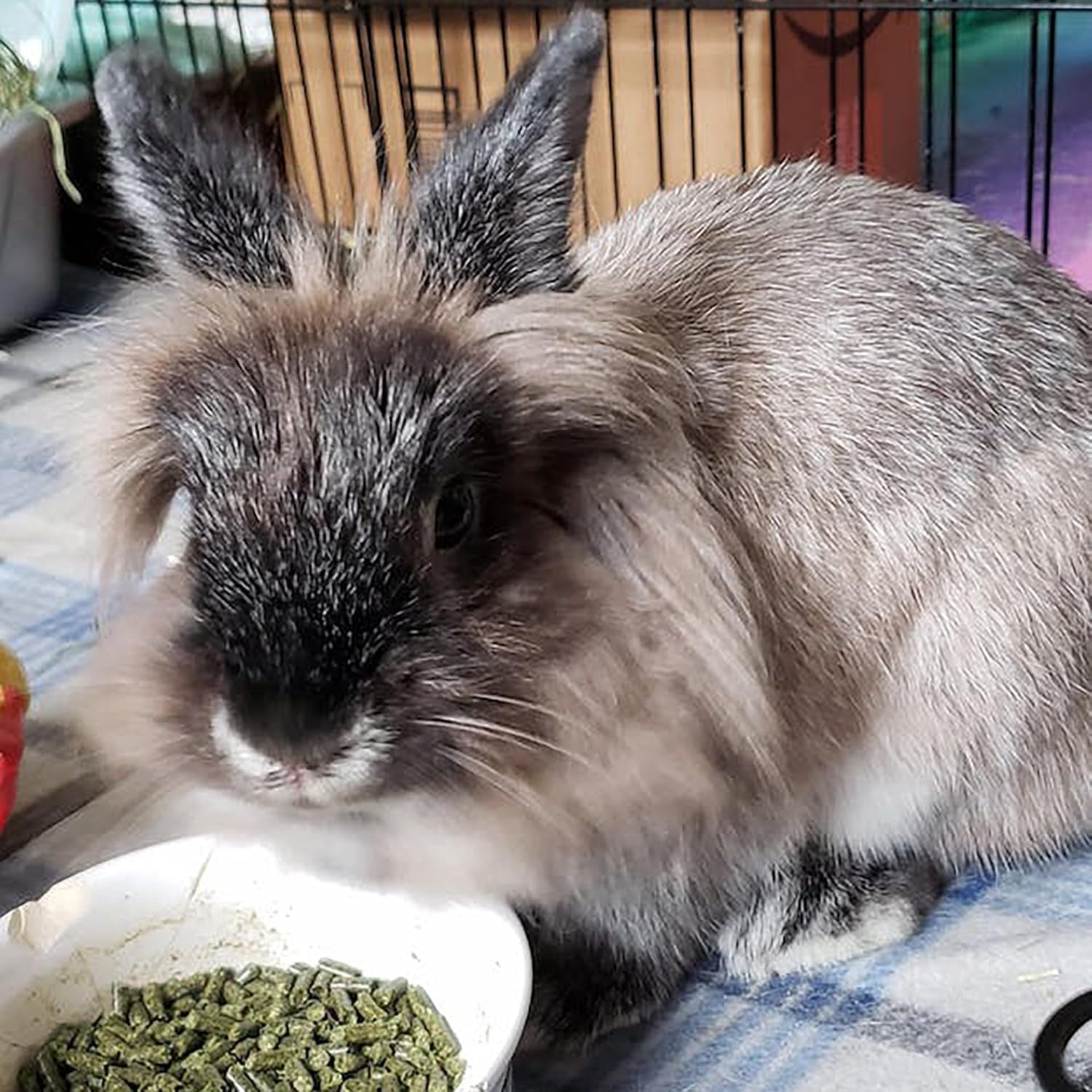 sherwood-pet-health-adult-rabbit-food-timothy-hay-free-choice-4-5lbs-hay-based-grain-and-soy-free-for-better-digestion