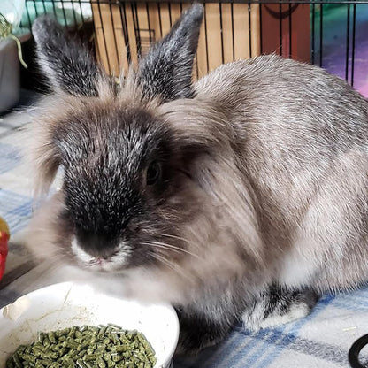 Sherwood Pet Health Adult Rabbit Food Timothy Hay Free-Choice 4.5Lbs Hay-Based, Grain and Soy-Free for Better Digestion6