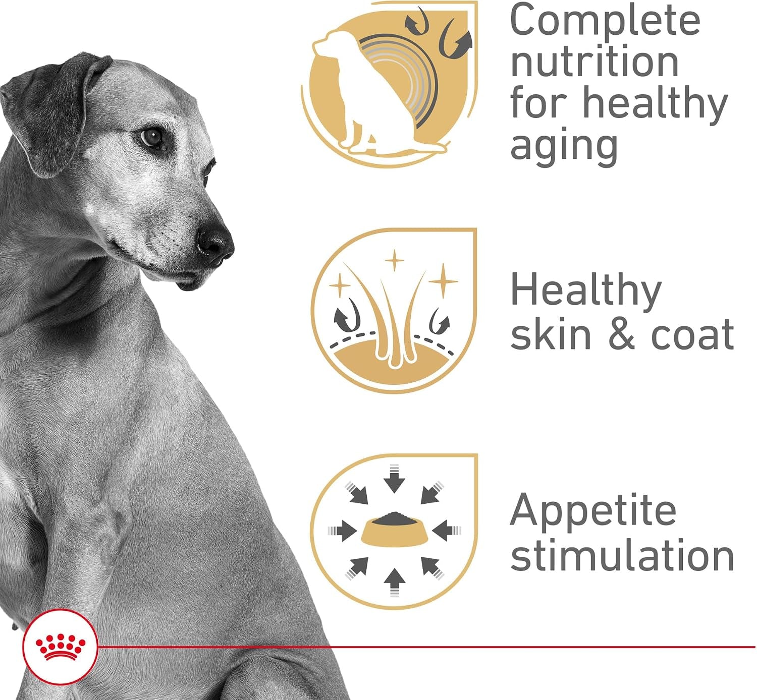 royal-canin-canine-health-nutrition-mature-mature-in-gel-dog-food-13-5-oz-pack-of-12