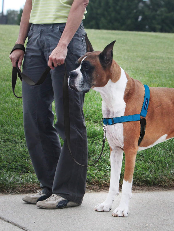 Petsafe Easy Walk Deluxe Dog Harness, No Pull Dog Harness – Perfect for Leash & Harness Training – Stops Pets from Pulling and Choking on Walks – Medium, Ocean2
