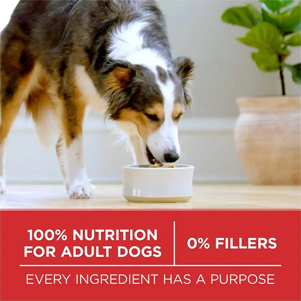Purina ONE Dry Dog Food Lamb and Rice Formula - 31.1 Lb. Bag10