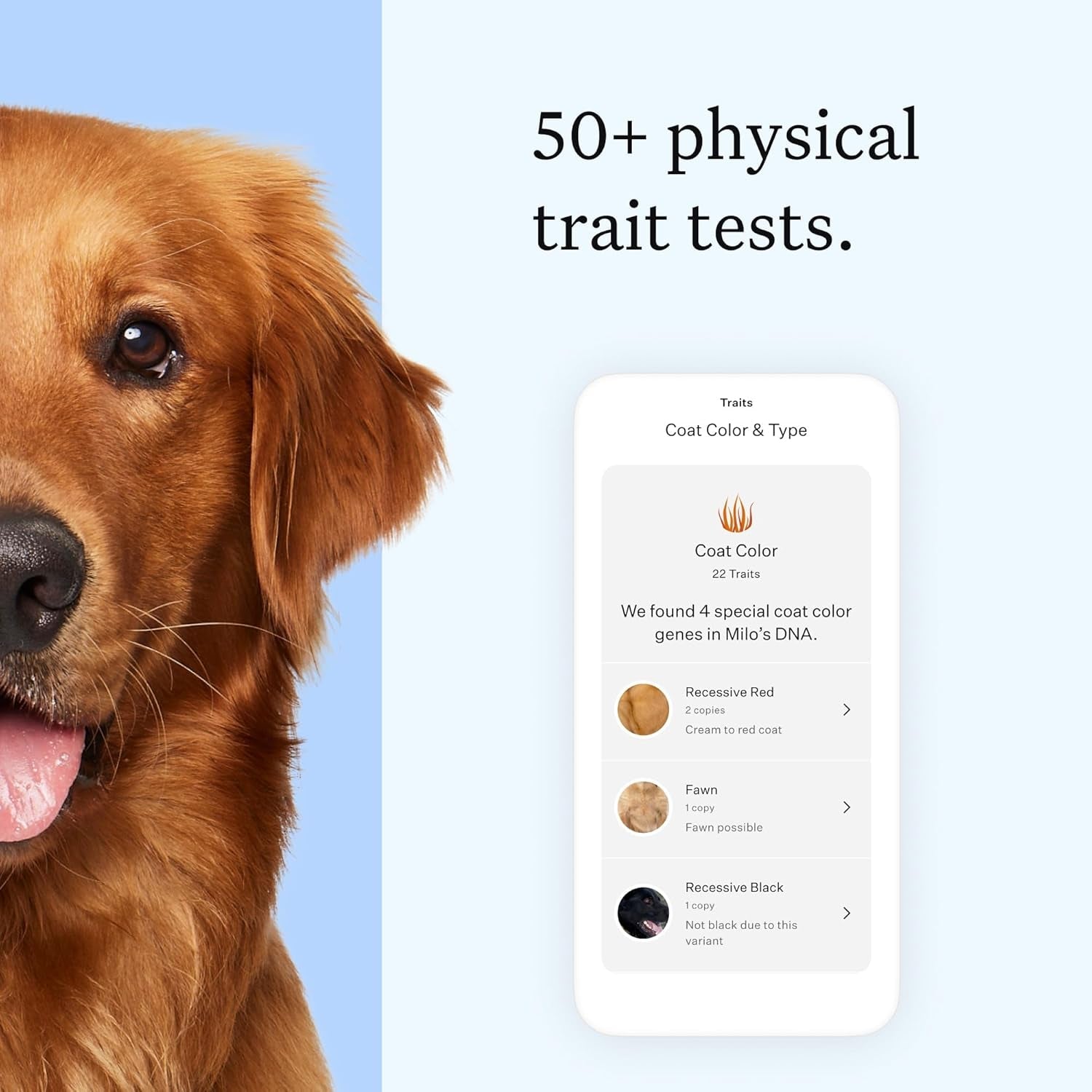 wisdom-panel-essential-dog-dna-testing-kit-most-accurate-test-for-430-dog-breeds-30-genetic-health-conditions-50-traits-relatives-ancestry-1-pack