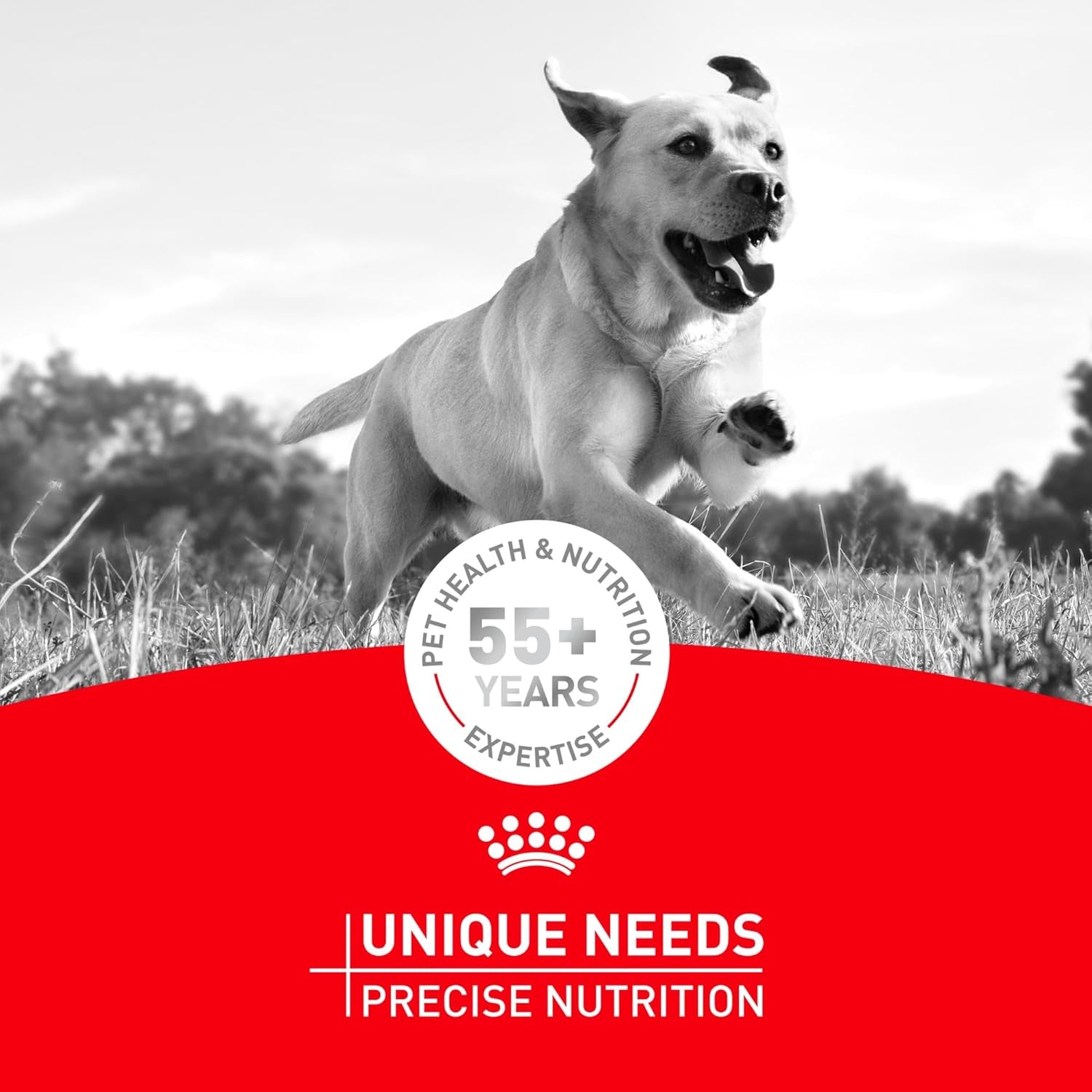 royal-canin-breed-health-nutrition-pug-adult-dry-dog-food-10-lb-bag