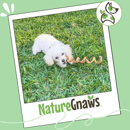 Nature Gnaws Bully Stick Springs for Dogs 7-8" (6 Count) - Long Lasting for Aggressive Chewers - Natural Curly Beef Dog Chew Bones - Rawhide Free7
