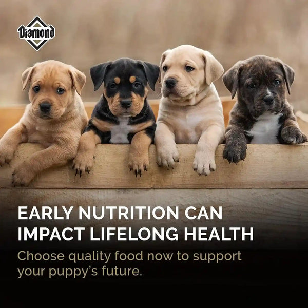 Diamond Puppy High Protein Dry Dog Food, Chicken Protein, 40Lb | Puppy, Adult & Senior Dogs | DHA for Proper Brain & Vision Development | Guaranteed Probiotics for Digestive Support6