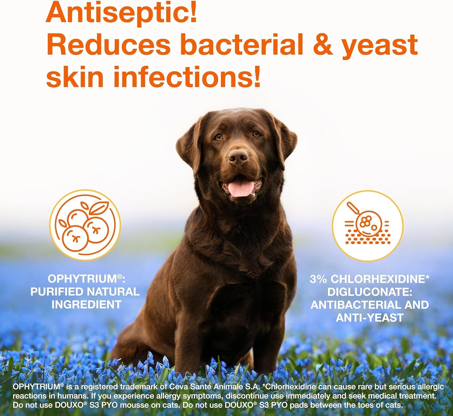 douxo-s3-pyo-medicated-dog-shampoo-with-3-chlorhexidine-for-dogs-antibacterial-antiseptic-yeast-infection-treatment-for-dogs-cats-clinically-proven-6-7-fl-oz-antibacterial-antiseptic-yeast-infection-treatment-for-dogs-cats-clinically-proven-6-7-fl-oz