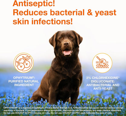 Douxo S3 PYO Medicated Dog Shampoo with 3% Chlorhexidine for Dogs – Antibacterial & Antiseptic Yeast Infection Treatment for Dogs & Cats, Clinically Proven, 6.7 Fl Oz | Antibacterial & Antiseptic Yeast Infection Treatment for Dogs & Cats, Clinically Proven, 6.7 Fl Oz2