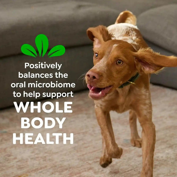 Greenies Teenie Original Natural Dental Dog Treats, Chicken, 192 Count | Clinically-Proven, Veterinarian-Recommended, 47% Less Tartar & 40% Less Plaque in 28 Days, for Dogs 5-15 Lbs, 54 Oz. Pack9