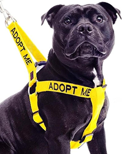 ADOPT ME Yellow Color Coded L-XL Non-Pull Dog Harness (New Home Needed) Donate to Your Local Charity1