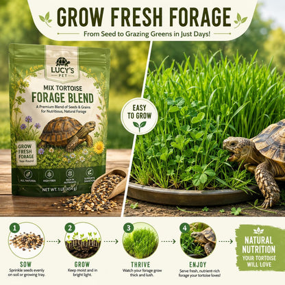 Tortoise Forage Seed Mix – Grow Fresh Grazing Greens for Sulcata, Russian & Hermann'S Tortoises – Oats, Rye & Alfalfa Blend for Indoor Trays or Outdoor Enclosures – Non-Gmo Seed (1 Lb)2