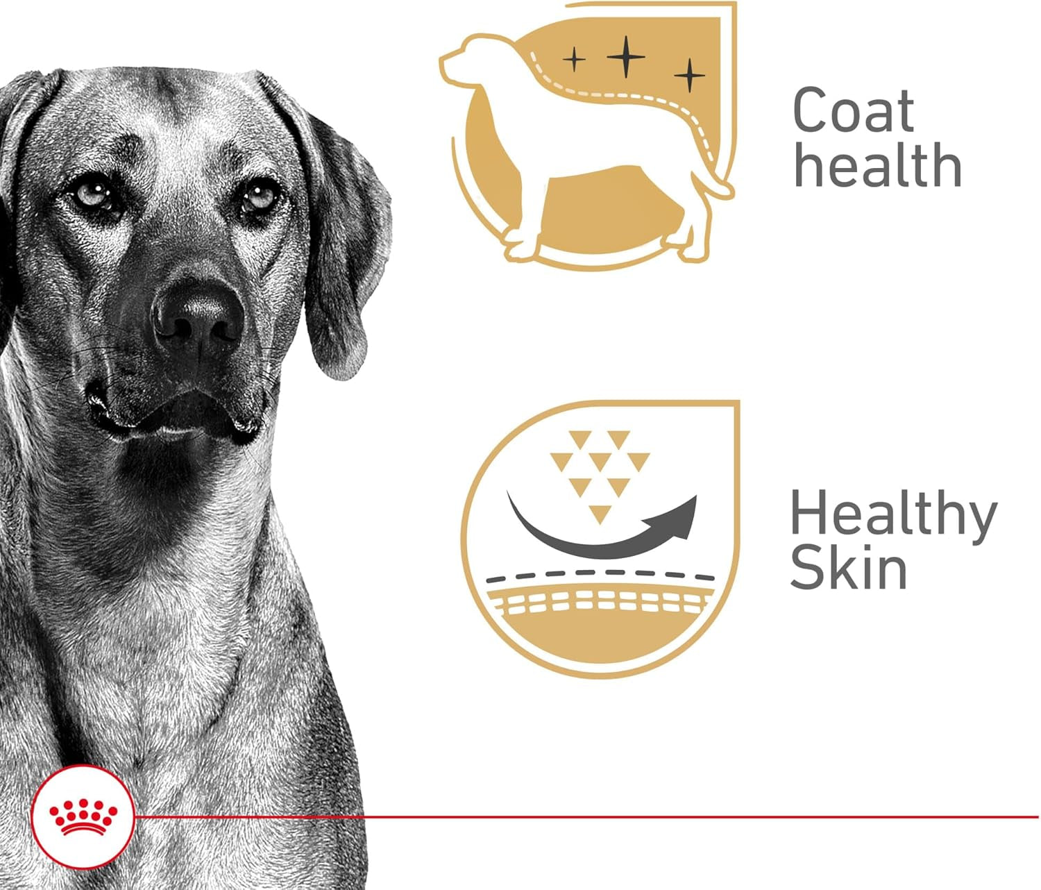 royal-canin-canine-health-nutrition-adult-in-gel-dog-food-13-5-oz-pack-of-12