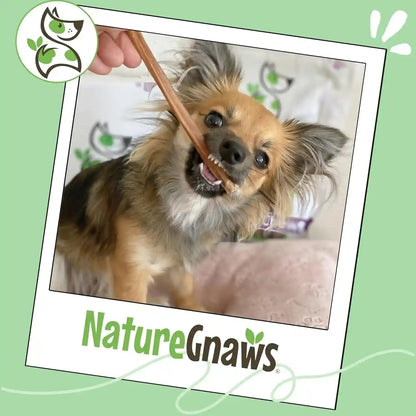 Nature Gnaws Extra Thin Bully Sticks for Small Dogs 5-6" (10 Count) - Long Lasting for Light Chewers and Puppies - Natural Beef Dog Chew Bones6