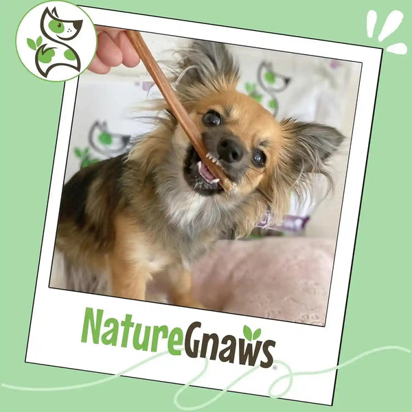 Nature Gnaws Extra Thin Bully Sticks for Small Dogs 5-6" (10 Count) - Long Lasting for Light Chewers and Puppies - Natural Beef Dog Chew Bones6
