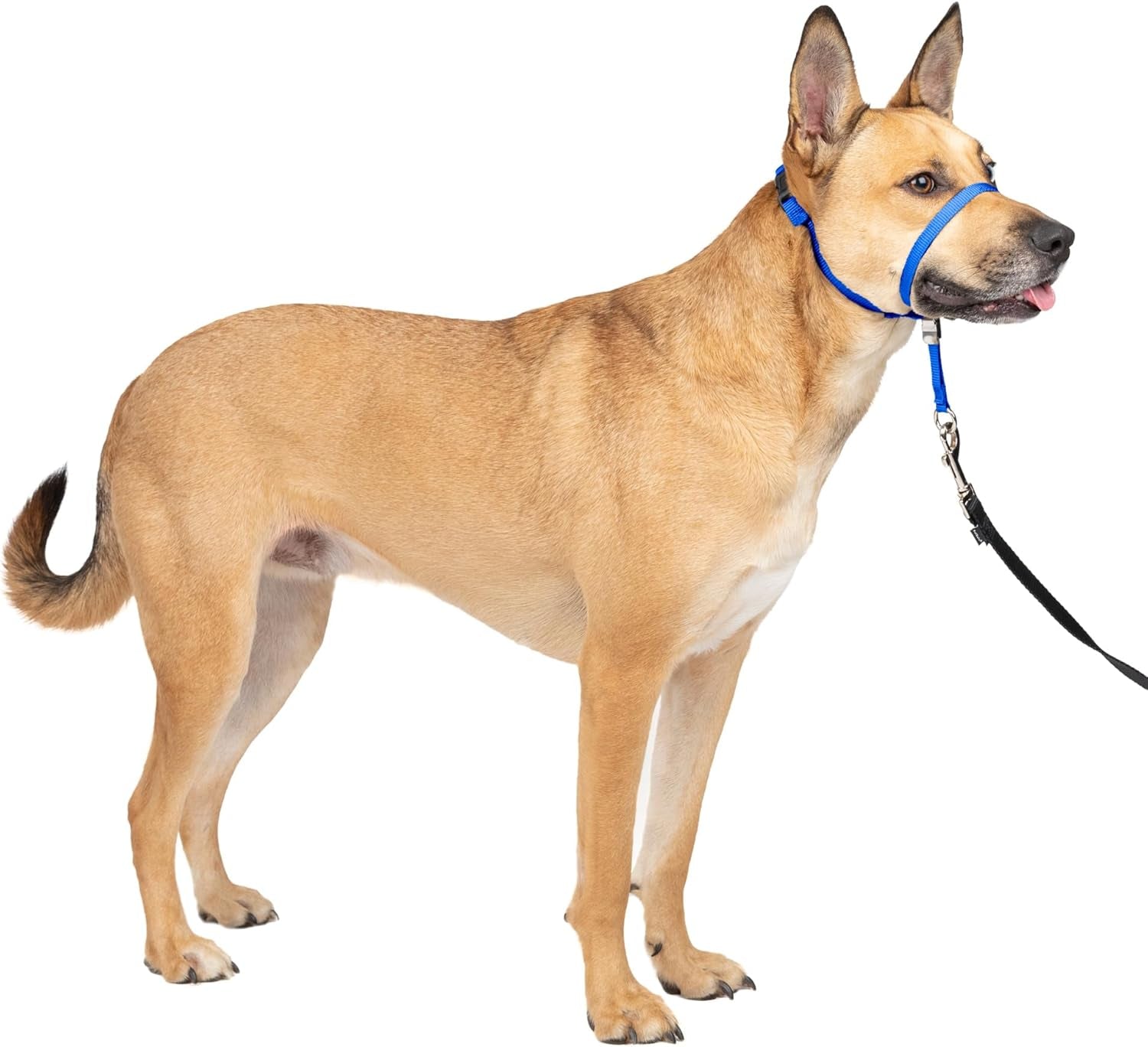 petsafe-gentle-leader-no-pull-dog-headcollar-royal-blue-medium-veterinary-behaviorist-designed-no-pull-headcollar-redirects-pulling-instinct-padded-neoprene-nose-loop-quick-snap-fit