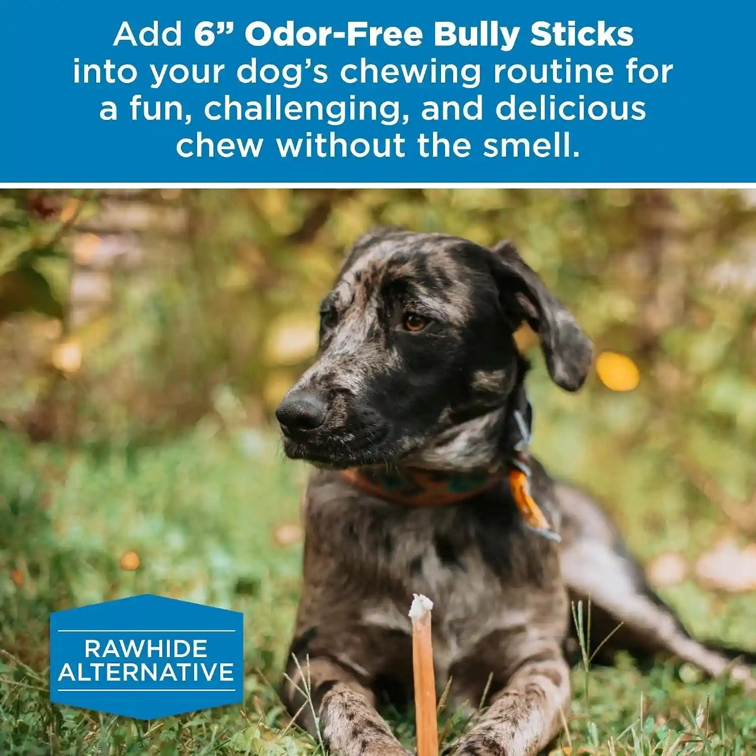 best-bully-sticks-6-inch-odor-free-bully-sticks-20-count-pack-of-1-bulk-bag-odorless-natural-grass-fed-beef-easily-digestible-no-grain-or-rawhide-ideal-for-big-breeds