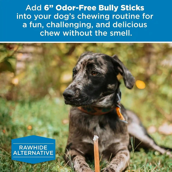 Best Bully Sticks 6 Inch Odor-Free Bully Sticks - 20 Count (Pack of 1) - Bulk Bag, Odorless Natural Grass-Fed Beef, Easily Digestible, No Grain or Rawhide, Ideal for Big Breeds6