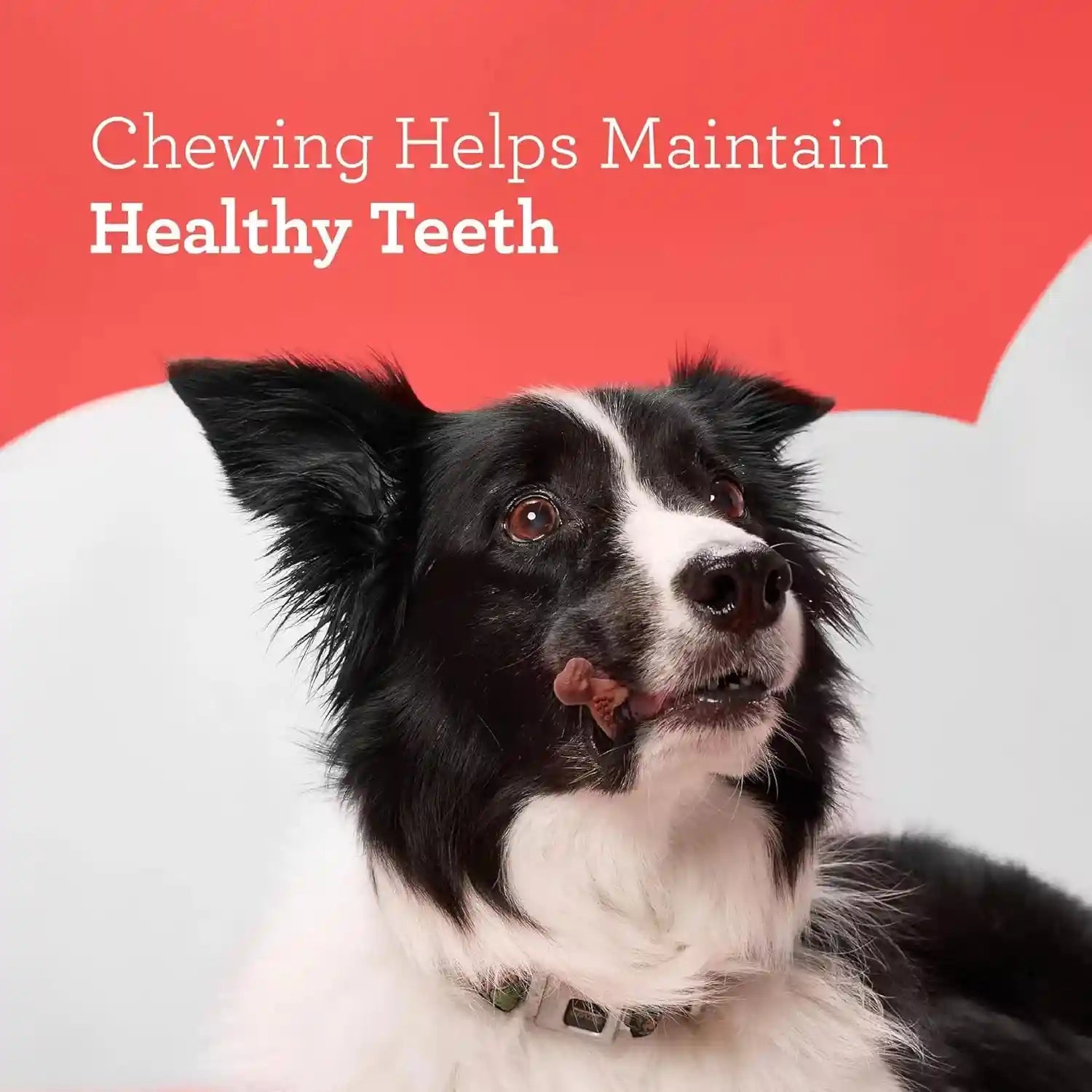 dreambone-chicken-dinochews-dog-treats-daily-rawhide-free-chew-digests-safely-and-completely-with-real-protein-chicken-and-veggies-14-count