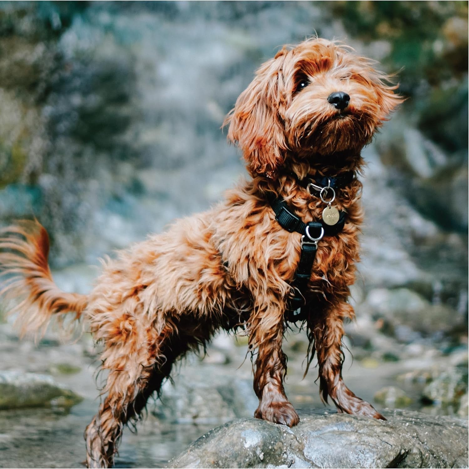 blue-9-buckle-neck-balance-harness-fully-customizable-fit-no-pull-harness-ideal-for-dog-training-and-obedience-made-in-the-usa-sky-blue-medium
