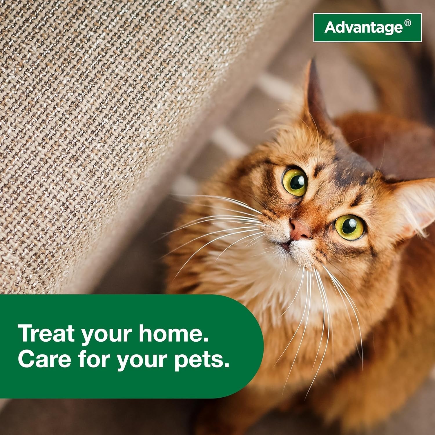 advantage-carpet-upholstery-spot-spray-kills-fleas-ticks-bedbugs-16-oz