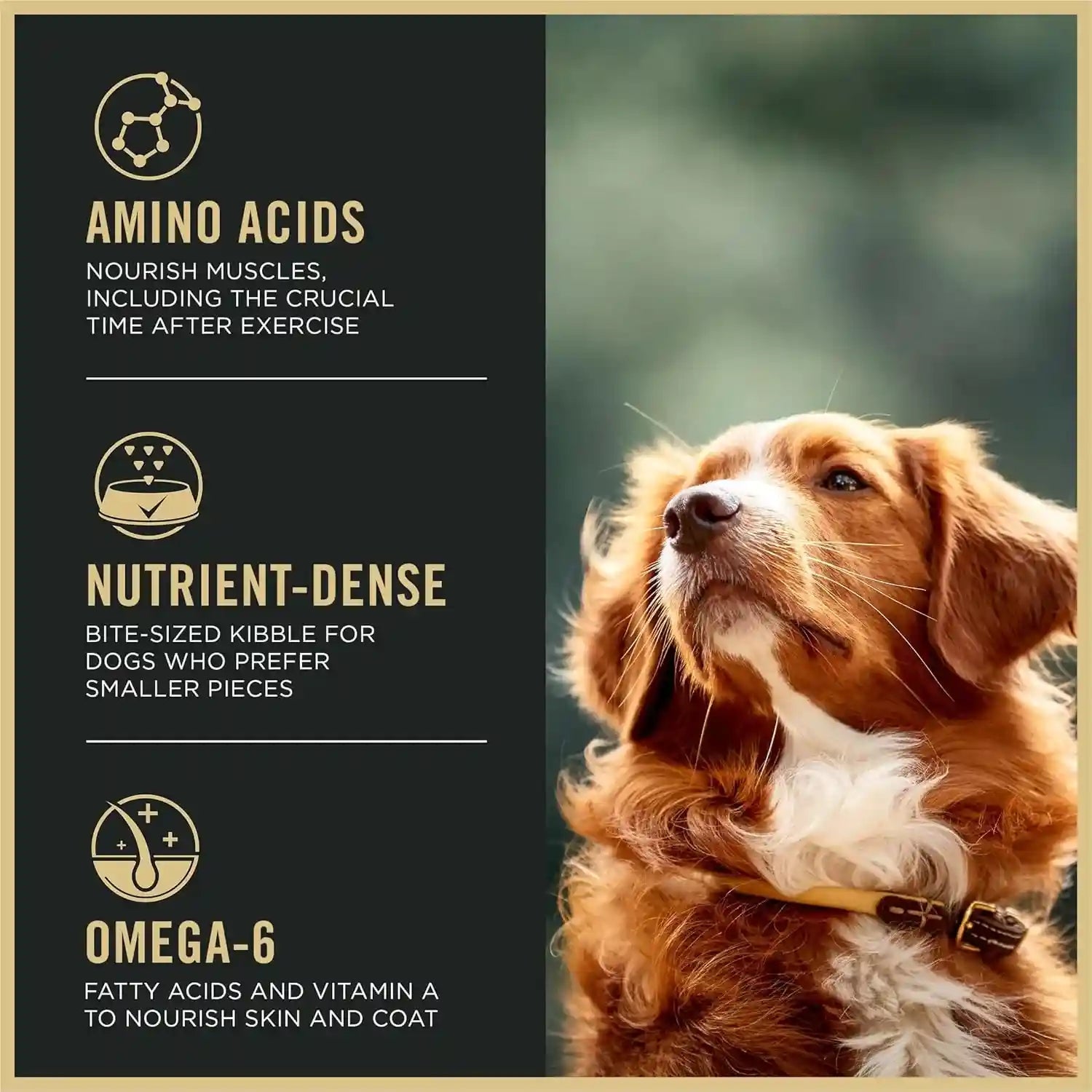purina-pro-plan-high-protein-dog-food-small-bites-sport-27-17-lamb-and-rice-formula-37-5-lb-bag