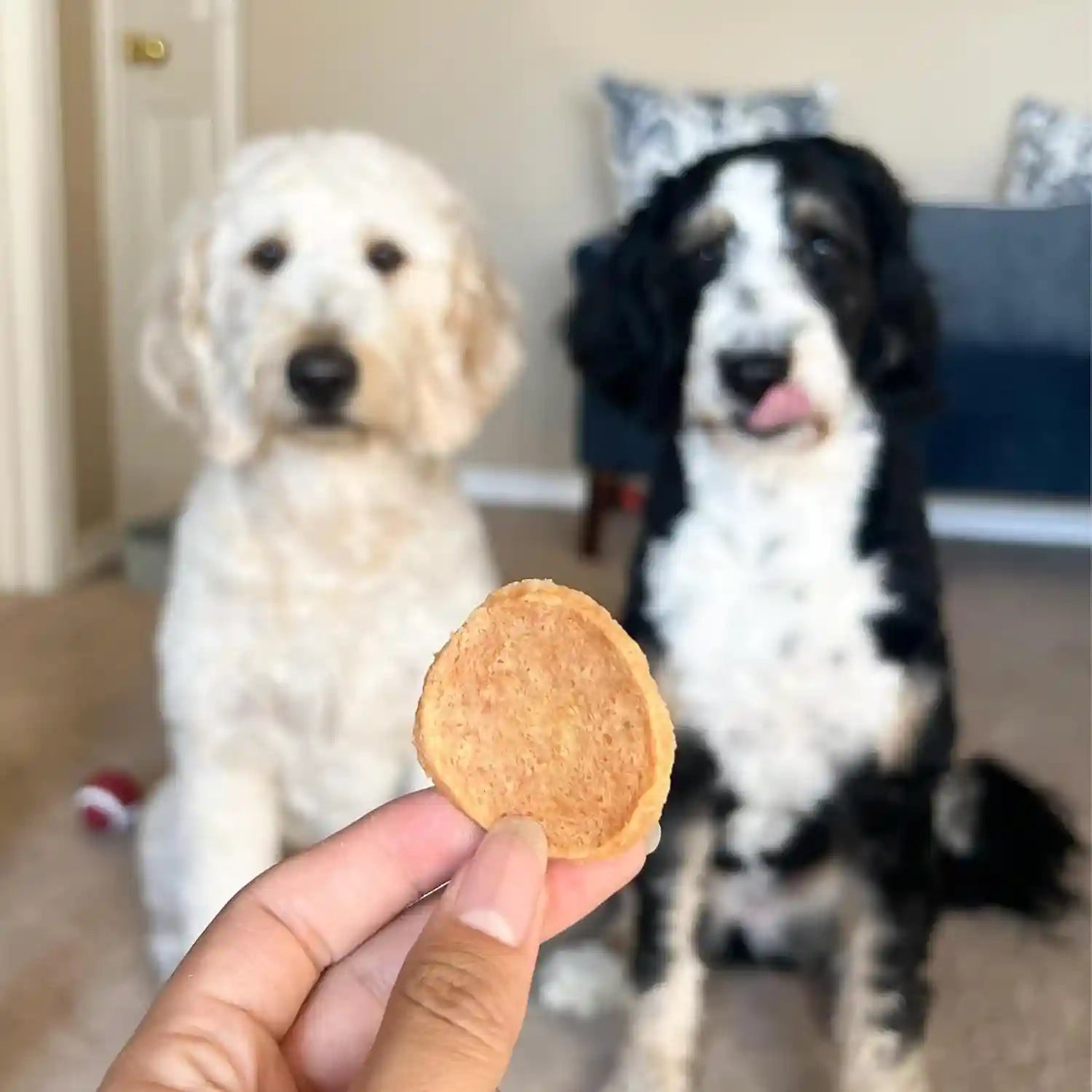 farm-to-pet-dog-training-treats-chicken-chips-single-ingredient-12-oz-lean-all-natural-healthy-dog-treats-for-small-medium-large-breeds-puppies-made-in-usa